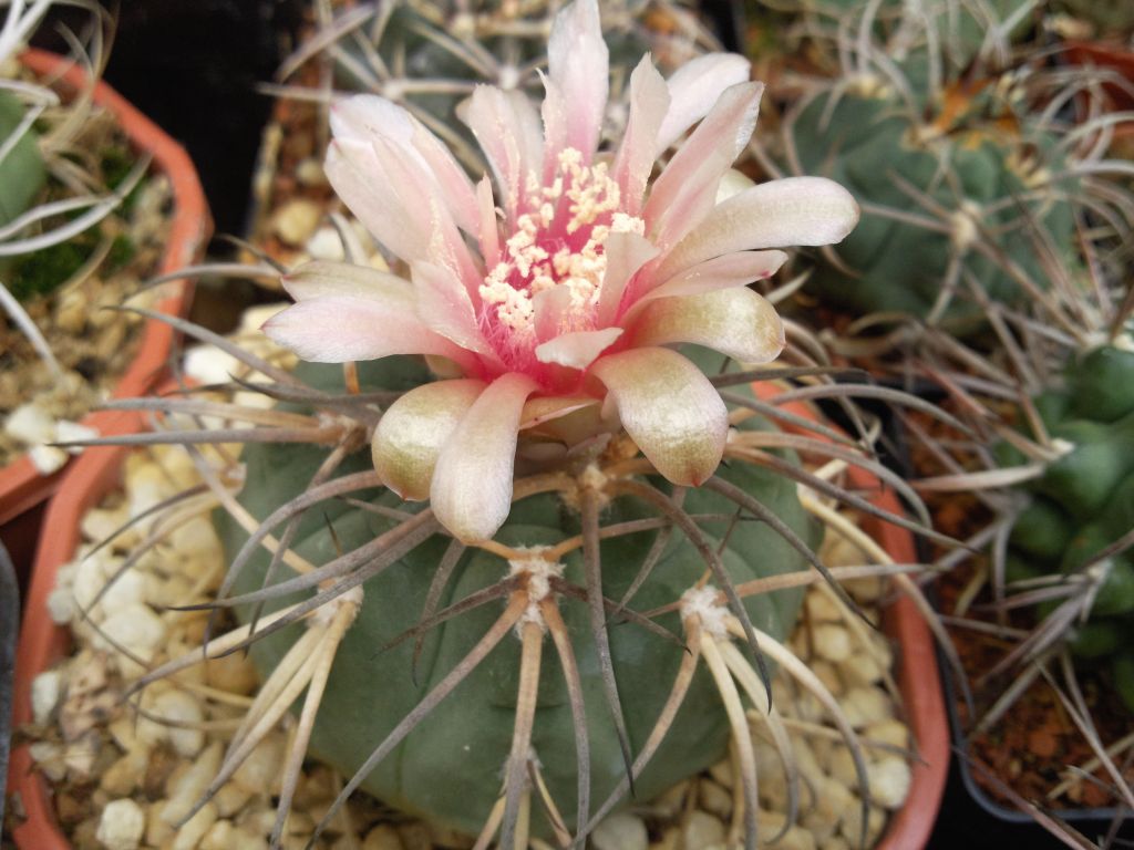 Gymnocalycium spegazzinii